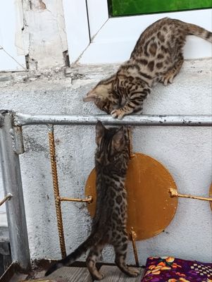 Bengal mushuk Бенгальские кошки