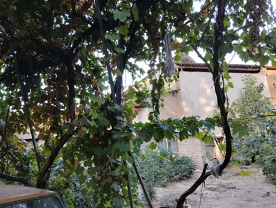 Виноградные лозы для декора