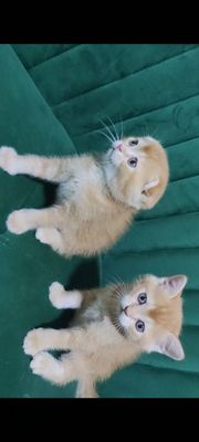 скотиш фолд страйт