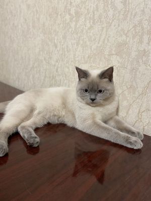 вязка скоттиш страйт