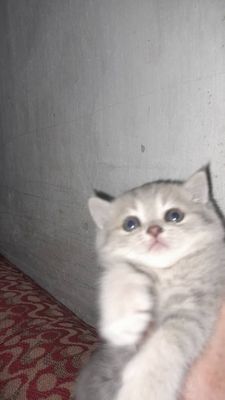 Вислоухие котёнки