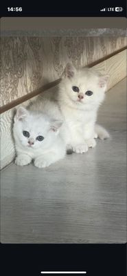 Золотистая и серебрянная шиншила