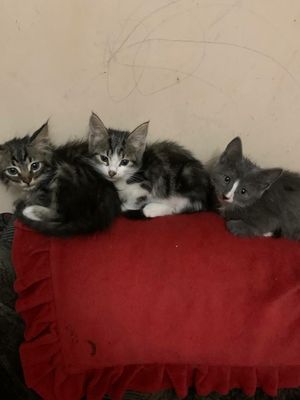 Котята пристраиваются в хорошие руки
