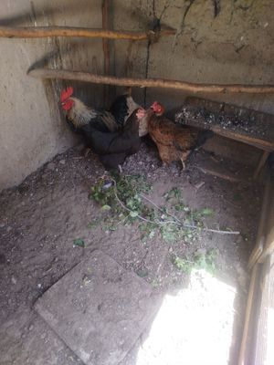 Дамашний 1 шт питух 4 куритси