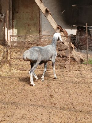 Arashan qozi qochqor