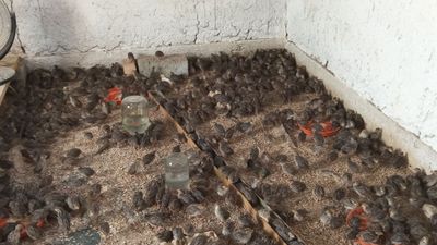 Bedona jujasi soglom