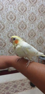 Ручной попугай кулда