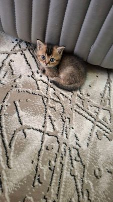 продаются котята британские шиншиллы