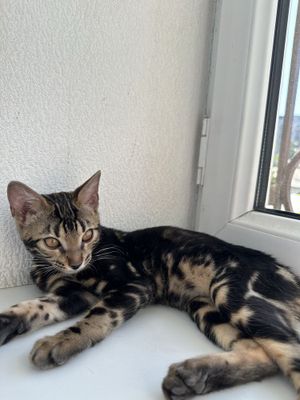 CHARKOAL bengal Sotiladi Redkiy Okras