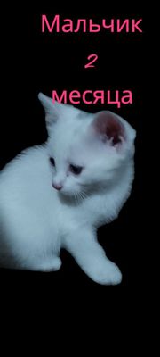 Продаются котята  породы Турецкий Ван