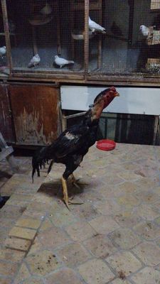 Dakan xoroz sotlad