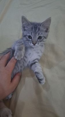 Пародали мушукча сотилади