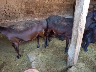 Xisori egizchi sovliq sotiladi 2 dona