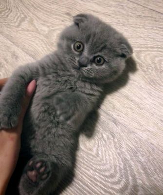 Скоттиш- фолд(Шотландская вислоухая кошка кошка)