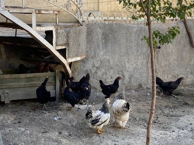 18 та хонаги товук сотилади