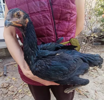 Кулянги Товуклар