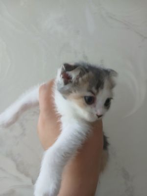 Scottish fold sotladi (pul zarl bundan arzon narxda topomisla)