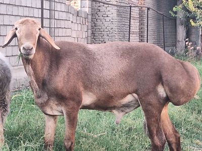 Qoy zottor qoy arashan sotiladi