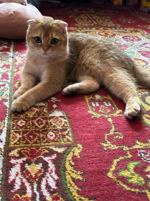 Продается кошка Скотишфолд