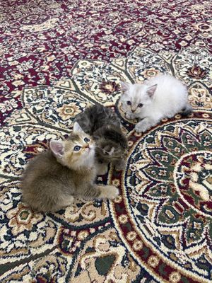 Породистые кошки