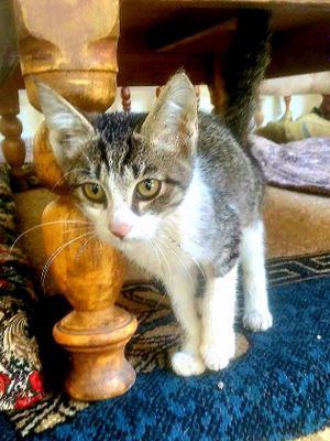 котенок в добрые руки