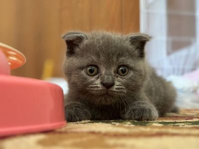 Скоттиш фолд девочка