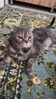 Вязкага мушук скоттиш фолд зот олиш учун