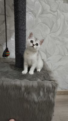 Продаётся серебристая шиншилла скоттиш строит