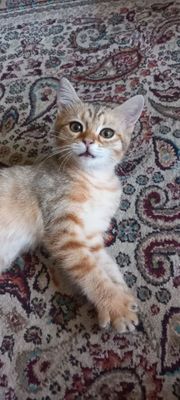 скоттиш страйт шотландский