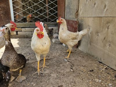6 oylik xōrozchalar