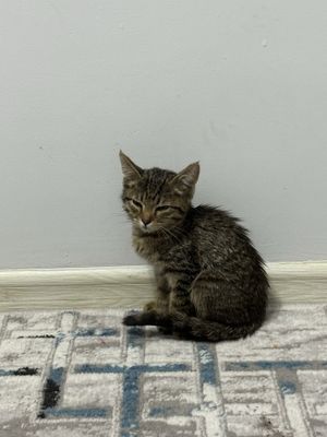 Котенок, мальчик
