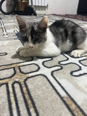 mushuk sotiladi.