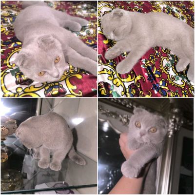Scottish Fold mushugi