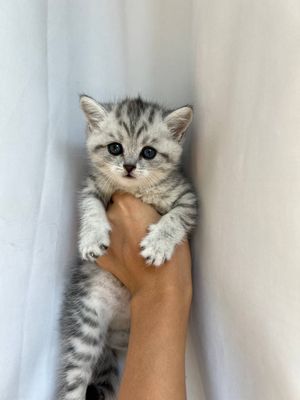 Mushu Srebristy Chinchilla
