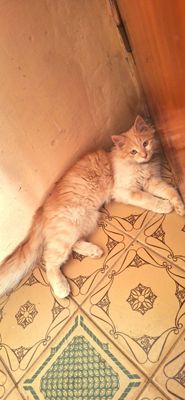 Ангарская кошка девочка , дамашняя
