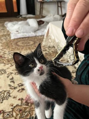 Продаётся Котёнок