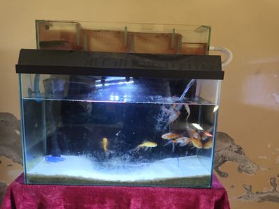 Akvarium baliqlari bilan sotiladi