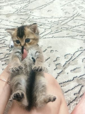 Продаются котята британские шиншиллы