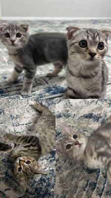 Продаётся Скотиш фолд котёнки ч