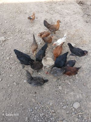 3 Oylik jujalar sotiladi kuzda tuxumga kiradi