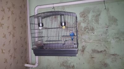 Попугай кафаси бн сотилади