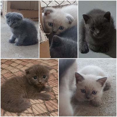 Продам! Котят