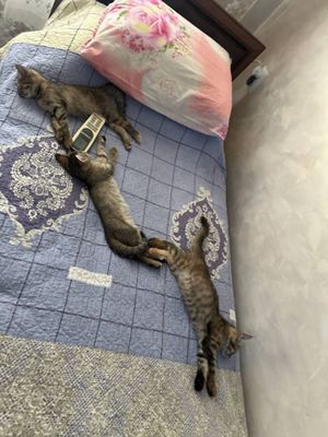 Котята отдам в хоршие руки