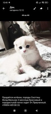 Продаётся котёнок Скоттиш фолд 2 месяца