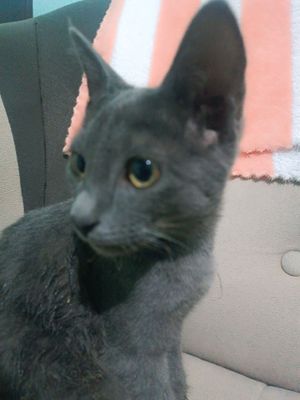 korat muwugi