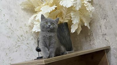 британский серий киз бола мушукча туки калин