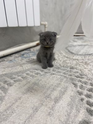 Котята от правильной вязки скотиш страйт