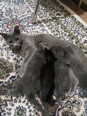 кошка