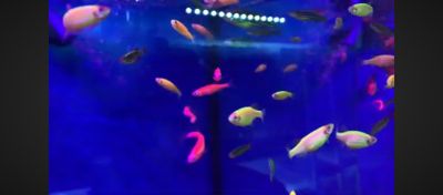 Данио Danio Akvarium baliqlari bez kislorod yashidi Дани по 5 тысяч