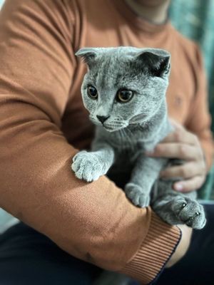 Скотиш Фолд 6 ойлик